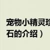 寵物小精靈珍珠鉆石（關于寵物小精靈珍珠鉆石的介紹）