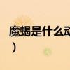 魔蝎是什么動物（關于魔蝎是什么動物的介紹）
