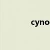 cynos（關于cynos的介紹）