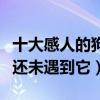 十大感人的狗狗電影（不是你的淚點低只是你還未遇到它）
