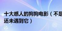 十大感人的狗狗電影(不是你的淚點低只是你還未遇到它)