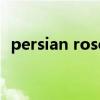 persian rose（關于persian rose的介紹）