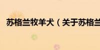 蘇格蘭牧羊犬(關于蘇格蘭牧羊犬的介紹)