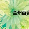 蘭州百合（關于蘭州百合的介紹）