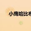 小鷹哈比布（關于小鷹哈比布的介紹）