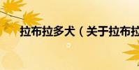 拉布拉多犬(關于拉布拉多犬的介紹)