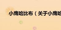 小鷹哈比布(關于小鷹哈比布的介紹)