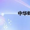 中華蜂（關于中華蜂的介紹）
