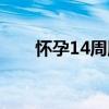 懷孕14周肚子有例假感（懷孕14周）