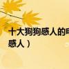 十大狗狗感人的電影排行榜（新靈犬萊西真實故事改編相當感人）