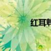紅耳鵯（關于紅耳鵯的介紹）