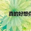 真的好想你（關于真的好想你的介紹）