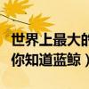世界上最大的鯨魚（十種體型最大的鯨魚我猜你知道藍鯨）