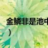 金鱗非是池中物（關于金鱗非是池中物的介紹）