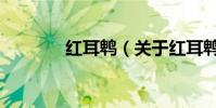 紅耳鵯(關于紅耳鵯的介紹)