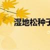 濕地松種子（關于濕地松種子的介紹）