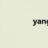 yang（關于yang的介紹）