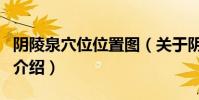 陰陵泉穴位位置圖(關于陰陵泉穴位位置圖的介紹)