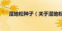 濕地松種子(關于濕地松種子的介紹)