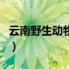 云南野生動物園（關于云南野生動物園的介紹）