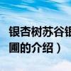 銀杏樹蘇谷銀杏苗圃（關于銀杏樹蘇谷銀杏苗圃的介紹）