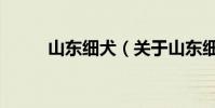 山東細犬(關于山東細犬的介紹)