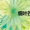 細葉芒（關于細葉芒的介紹）