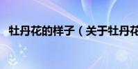 牡丹花的樣子(關于牡丹花的樣子的介紹)