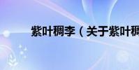 紫葉稠李(關于紫葉稠李的介紹)