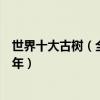 世界十大古樹（全球現存樹齡最長十棵神樹其中一棵已逾萬年）
