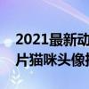 2021最新動物頭像（精選可愛動物圖片狗圖片貓咪頭像推薦）