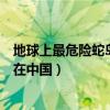 地球上最危險蛇島（盤點世界七大讓人畏懼的蛇島其中一座在中國）