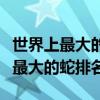世界上最大的蛇（世界體形最大的十類蛇全球最大的蛇排名）