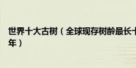 世界十大古樹(全球現存樹齡最長十棵神樹其中一棵已逾萬年)