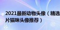 2021最新動物頭像(精選可愛動物圖片狗圖片貓咪頭像推薦)