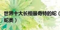 世界十大長相最奇特的蛇(長相最奇怪的十種蛇類)