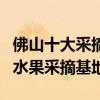 佛山十大采摘好去處（佛山哪里有采摘園佛山水果采摘基地）