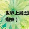 世界上最丑的10種蜘蛛（盤點世界十大最丑蜘蛛）