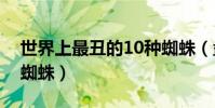世界上最丑的10種蜘蛛(盤點世界十大最丑蜘蛛)