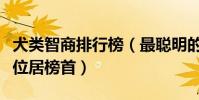 犬類智商排行榜(最聰明的十種犬邊境牧羊犬位居榜首)