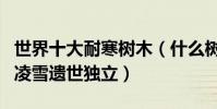 世界十大耐寒樹木(什么樹木最耐寒它們傲霜凌雪遺世獨立)