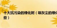 十大抗污染的綠化樹(吸灰塵的綠化樹抗霧霾綠化樹種有哪些)