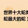 世界十大蛇類之最（蛇類十大世界紀錄最毒的蛇最大的蛇）