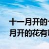 十一月開的十種花（花期在11月份的花十一月開的花有哪些）