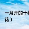 一月開的十種花（一月開什么花花期在1月的花）