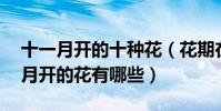 十一月開的十種花(花期在11月份的花十一月開的花有哪些)