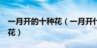一月開的十種花(一月開什么花花期在1月的花)