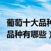 葡萄十大品種（最好吃的葡萄種類排名葡萄的品種有哪些）