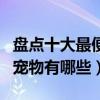 盤點十大最便宜又好養的寵物（最容易養活的寵物有哪些）