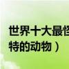 世界十大最怪異的海洋生物（海洋里有哪些奇特的動物）